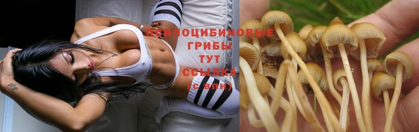 шишки Абинск